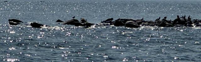 Полиция Латвии: подозреваемое судно не повредило кабель в Балтийском море