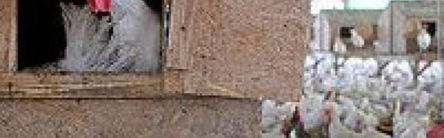 БАГАЦ дал главному раввинату 45 дней, чтобы определиться с кошерностью импорта курятины