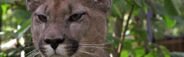 Сааремаский владелец пумы: замеченное в эстонских лесах животное – это рысь