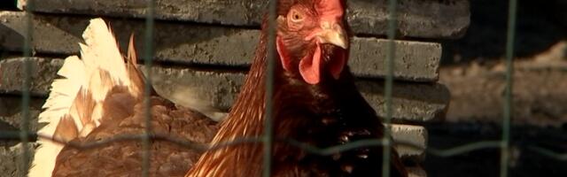 На Хийумаа обнаружили птичий грипп