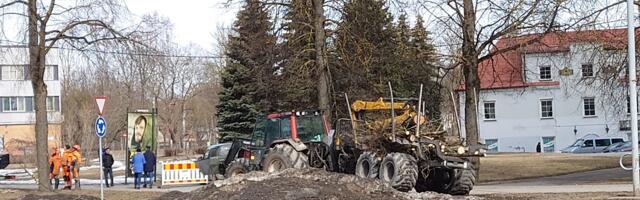 Тема вырубки деревьев не теряет остроту