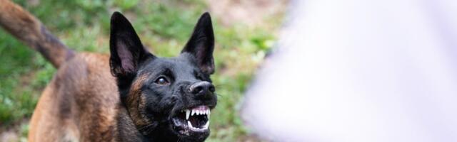 Это может быть смертельно! Выгул собак без поводка уже напоминает террор