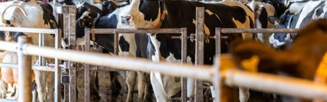 В Латвии из-за ливней объявлена чрезвычайная ситуация в сельском хозяйстве