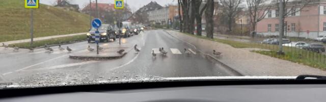 ВИДЕО | Очень воспитанные! Утки переходят дорогу, соблюдая правила 