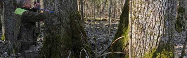 В Пярнумаа растет самая высокая осина в Европе – выше 45 метров