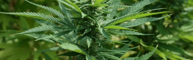 Израиль решил продавать марихуану в другие страны
