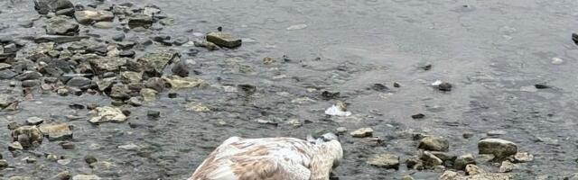 Птичий грипп свирепствует в Эстонии: на пляжах находят десятки мертвых птиц 