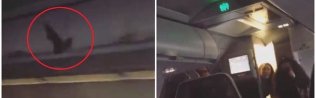 Индийский самолет развернули из-за летучей мыши на борту