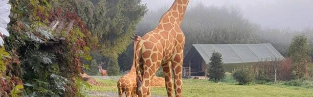 Батутная трасса, экзотические животные и сказочные шоу: в Эстонии пройдёт трёхдневный детский Иванов день