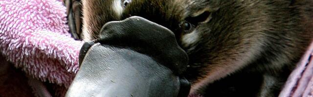 Правда ли, что утконос — единственное существо, у которого есть гены птицы, рептилии и млекопитающего?