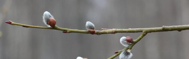 Во второй половине дня воздух местами прогреется до +11 градусов