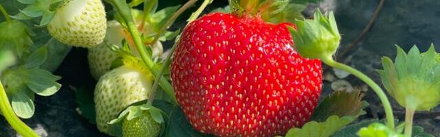 Многие граждане Таиланда, собиравшие в Финляндии ягоды, оказались в долгах