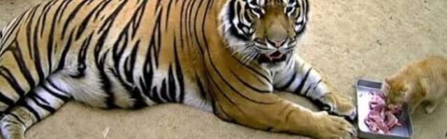 Найден самый бесстрашный кот в мире