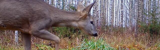 Водителя внедорожника после столкновения с косулей доставили в больницу. Что еще произошло на дорогах за сутки?