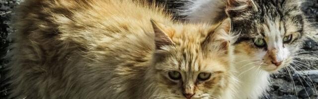 Террас ищет политический консенсус по вопросу чипирования кошек