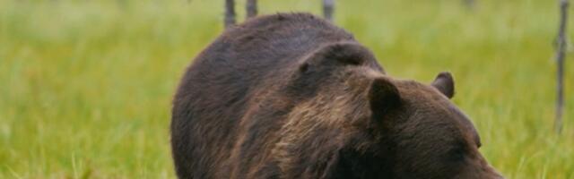 Таллиннский административный суд отменил первичную правовую защиту в споре об охоте на медведя