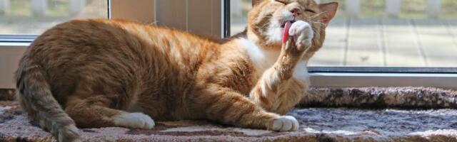 Нарвский приют для животных столкнулся с финансовыми трудностями. Как живут хвостатые постояльцы Loomade Hoiupaik