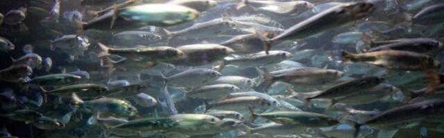 Конференция ООН по океану в Ницце