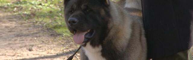 "АК+": как спасали от пироплазмоза пса Гошу