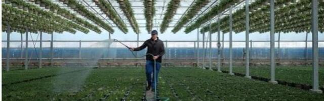 NYT рассказала об эксплуатации приезжающих в США для культурного обмена