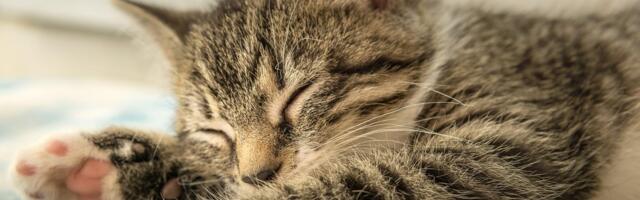 Плохая погода и хороший сон: советы фармацевта, как улучшить состояние здоровья осенью