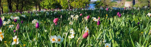 Потеплеет до +20, но ненадолго: в Эстонию возвращаются дожди и прохлада