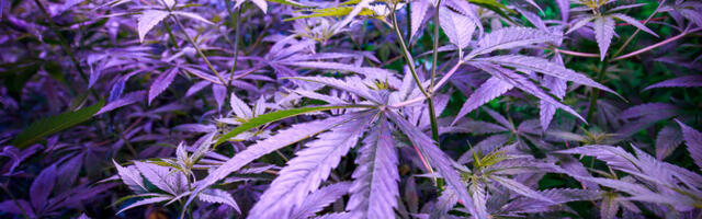 Таро хочет получить от Минюста более точную информацию об изменениях в наказаниях за наркотики