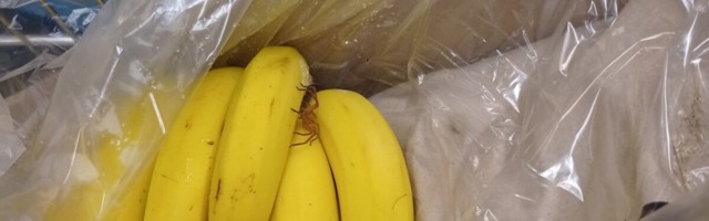 ФОТО | В эстонском магазине из коробки с бананами выполз экзотический паук