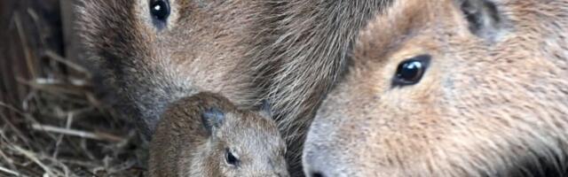 Теперь капибар в Рижском зоопарке можно наблюдать и зимой