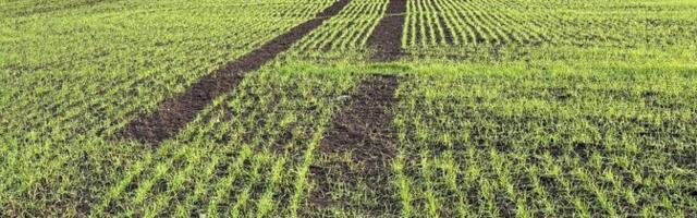 Фермеры опасаются наступления "голых морозов"