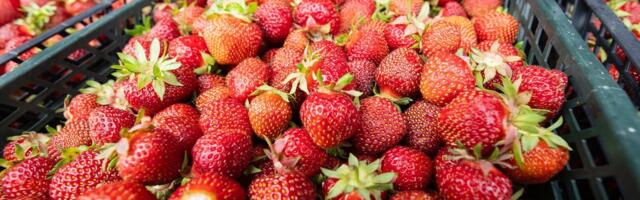 МНЕНИЕ ФЕРМЕРА | Почему клубника стоит так дорого?