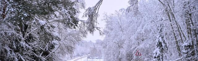 В связи со снегопадом работы спасателям прибавилось: деревья падают на дороги и крыши домов