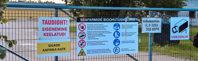 ВИДЕО | Результаты анализов известны: 4500 свиней будут уничтожены при первой возможности