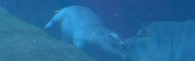 Посетителям Берлинского зоопарка впервые показали родившегося в сентябре детеныша бегемота