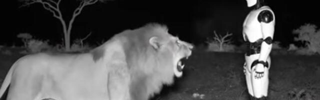 Правдива ли история о роботе, который получил ПТСР после встречи со львом?