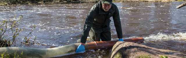 RMK выпустил в реку Пуртсе 15 000 мальков лосося