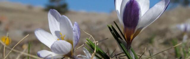 Во второй половине дня воздух прогреется до +13 градусов