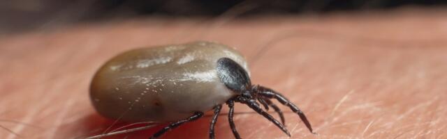 Боррелиоз и энцефалит: в двух уездах Эстонии клещи наиболее опасны