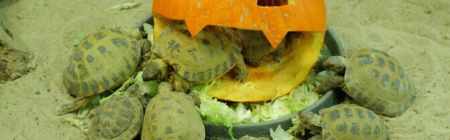 "Горизонт": в Таллиннском зоопарке животным дали по тыкве