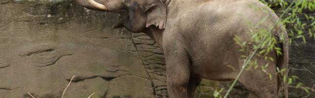 Правда ли, что слоны — единственные млекопитающие, которые не умеют прыгать?