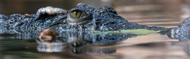 «Зверский проект»: Индия планирует использовать змей и крокодилов для охраны границы с Бангладеш