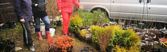 ФОТО: Прибытию в Нарву растений для Японского сада в парке EV100 коронавирус не помешал