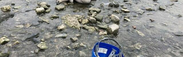 В Таллинне начали сбор погибших лебедей из-за угрозы птичьего гриппа