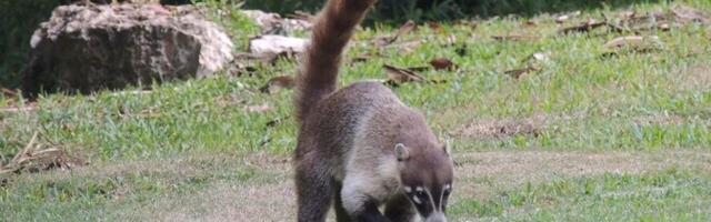 В Вырумаа сбежала коати