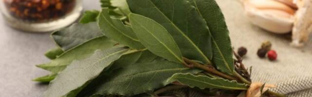 Лавровый лист: польза и вред для организма, здоровья, противопоказания