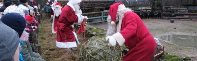 Обитатели Таллиннского зоопарка получили подарки от Дедов Морозов