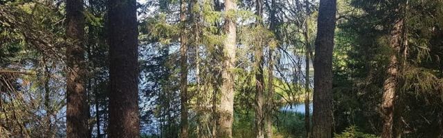 Эстонский лес может спасти «глас народа»