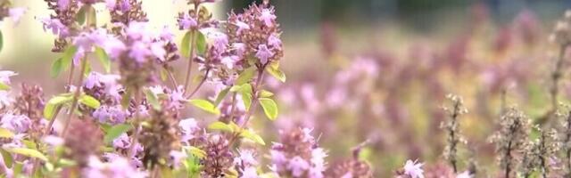 На крыше Университета естественных наук разлилось цветочное море