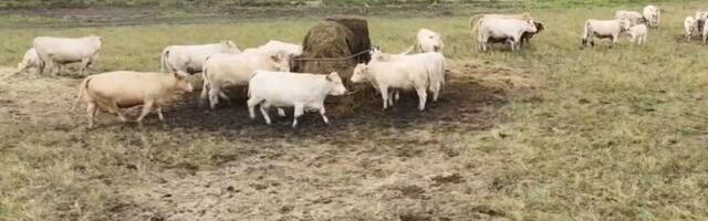 Скотоводы в Соомаа страдают от участившихся нападений волков