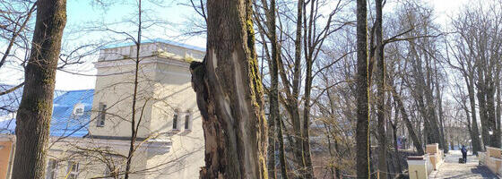 На Тоомемяги срубят опасные деревья и высадят новые